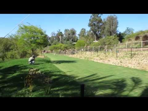 Shiley's Cheetah Run