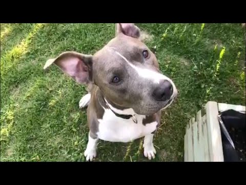 Amstaff Dermatite Guarita con le Crocchette Dermat
