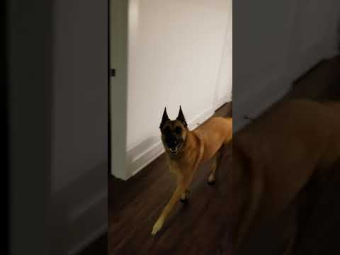 Hide N Seek with a Maligator