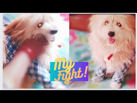 Sarah's Epic Fighting|Sushmita &Sarah🐾