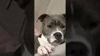 Pittie Couldn't Stop Shaking Until She Finally Felt Safe | The Dodo
