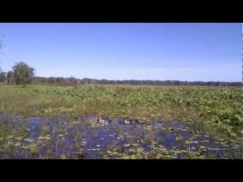 download lagu mp3 mp4 Cape York Lily, download lagu Cape York Lily gratis, unduh video klip Cape York Lily