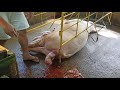 Mommy pig giving birth,She got pregnant at 5months..See the result