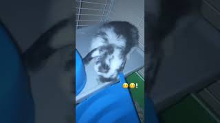Angora rabbit Rabbits Videos