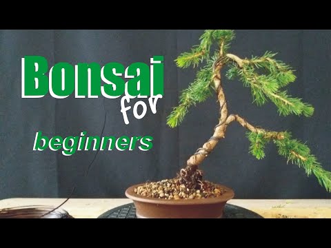Dein erster Bonsai- aber wie?