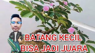 Download lagu BONSAI PUTRI MALU || TIPS PERANTINGAN DAN PERAWATAN AGAR JADI BONSAI PUTRI MALU JUARA mp3 Download lagu BONSAI PUTRI MALU || TIPS PERANTINGAN DAN PERAWATAN AGAR JADI BONSAI PUTRI MALU JUARA mp3