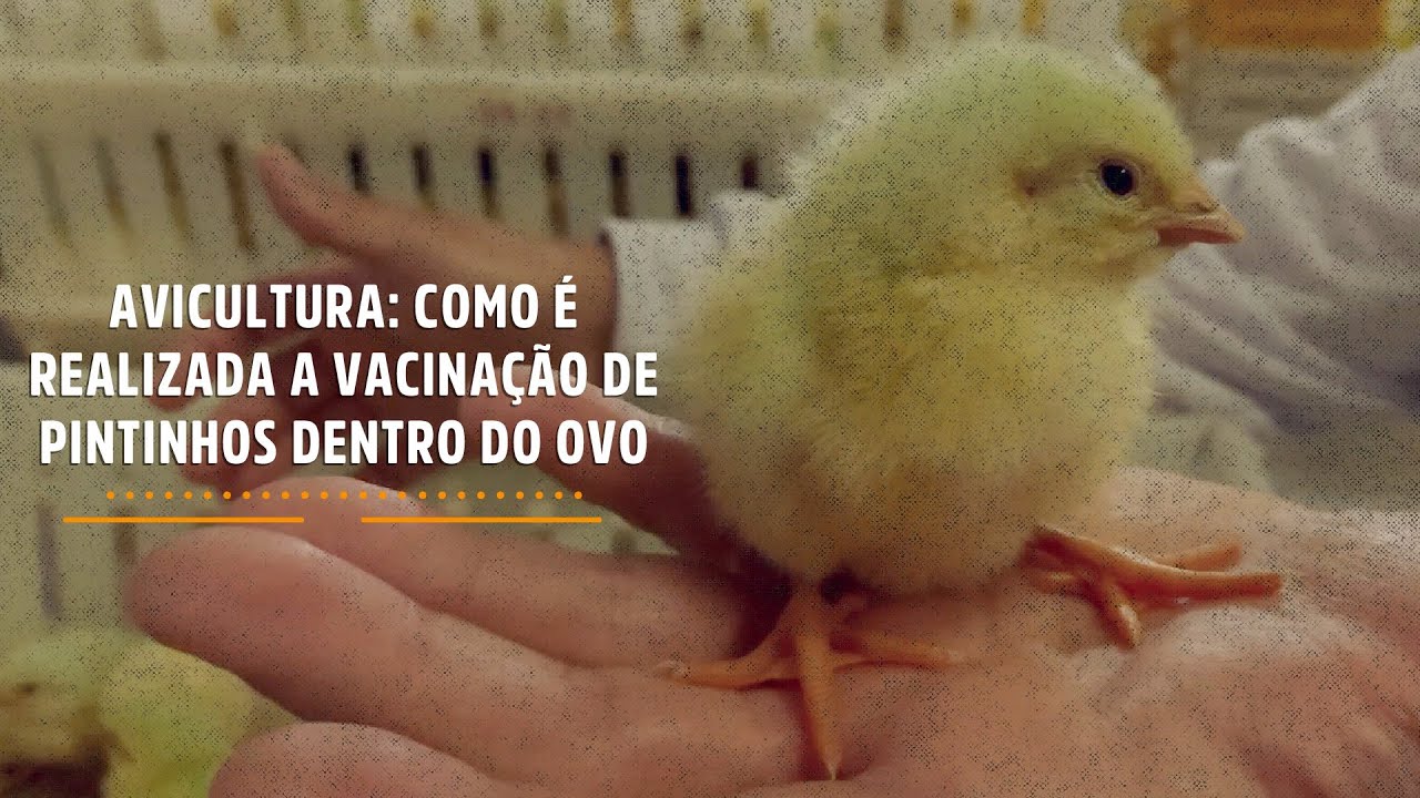Avicultura - como é realizada a vacinação de pintinhos dentro do ovo