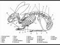 The Amazing Lagomorphs The Bizarre Side To Rabbits Hares And Pikas