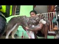 A Day In My Life With My Dog S