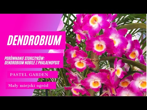 , title : 'Jak pielęgnować storczyka Dendrobium Nobile, porównanie z Phalaneopsis, ciekawostki'