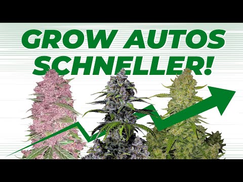 ❗ RARKING IN A FLASH ❗ 5 Tips to Grow Autoflowers Faster 🏎️💨 | Fast Buds Autoflower Seeds