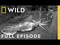 Hunt For The Giant Squid SPECIAL Nat Geo Animals