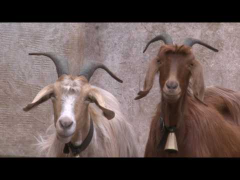 Il ritorno all'allevamento ovicaprino in Valle d'Aosta - Puntata 2