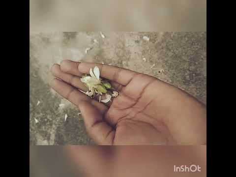 #shortvideo #mychannel #love #song #flowers #flowers #creationdipannita