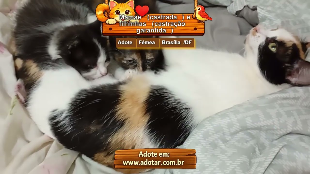 Gato raça SRD-ViraLata idade 2 a 6 meses nome Mamãe (castrada) e filhinhas (castração garantida)