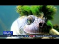 Cuts To Australian Conservation Funding Worsen Endangered Species Plight