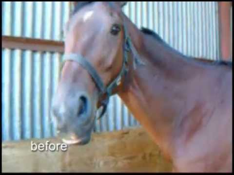 The effect of one session of Equine Breathing on a chronic windsucker