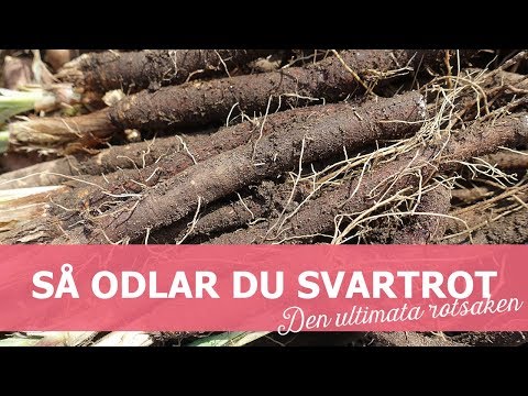 , title : 'Så odlar du svartrot'