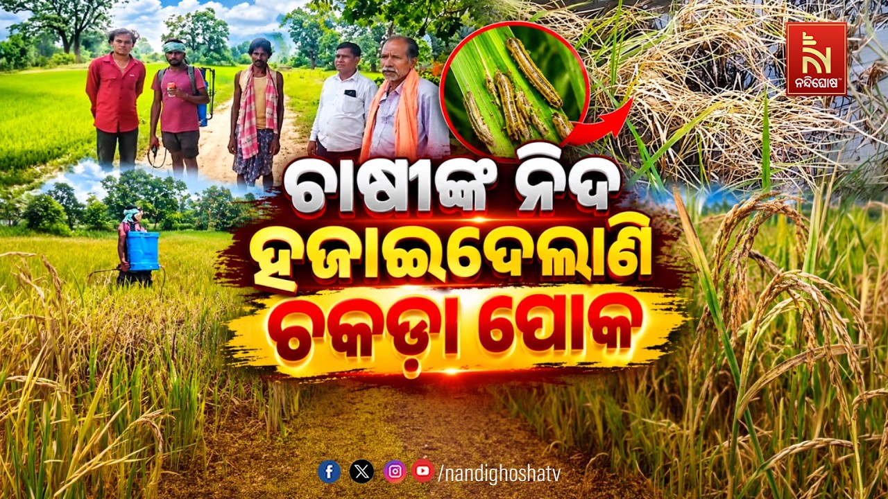 🔴Live | ଚାଷୀଙ୍କ ନିଦ ହଜେଇଦେଲାଣି ଚକଡା ପୋକ | NandighoshaTV