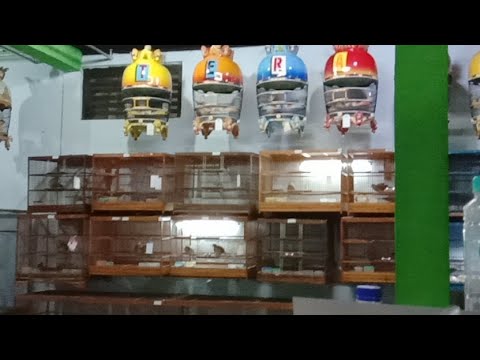 download lagu mp3 mp4 Ernak Bursa, download lagu Ernak Bursa gratis, unduh video klip Ernak Bursa