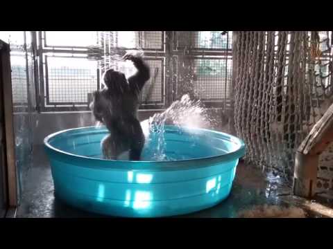 Flashdance Gorilla - What A Feeling!
