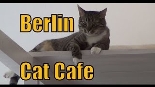 Cat Cafe in Berlin, Germany | Pee Pees Katzencafé
