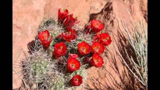 Spring Wildflowers of the SW High Desert