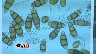 High mold count can affect many of us