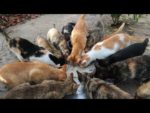 kitten eat rice | Can cats eat rice? - YouTube