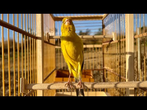 Canary Training Song - Teacher Canary