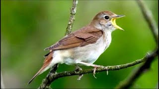 Download lagu Sikatan Londo GACOR burung merdu nightingale cocok untuk masteran mp3