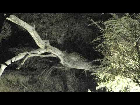 Djuma: Mixture of Hyena audio then lions contact calling - 04:01 - 07/21/18