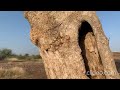 Garas Dobera Glabra Somali Trees And Plants
