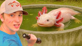 I Saved Axolotl’s From an Abandoned Pond!