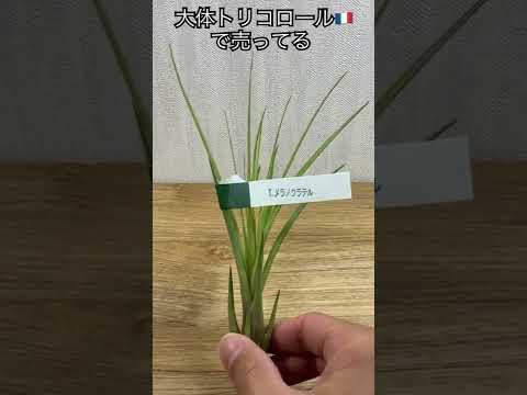 園芸 空気の娘ベイリーのティランジア