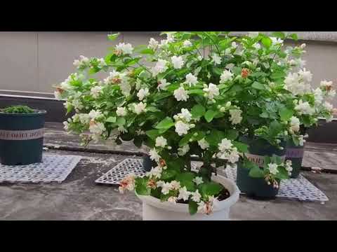 Cách Chăm Sóc Cây Hoa Nhài Ra Nhiều Hoa, Khoẻ Cây | Cách Trồng Hoa Hồng.