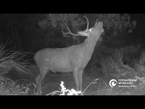 Cervo che bramisce e fa il bagno in una pozza 🦌 - Cervus elaphus#fototrappolaggio