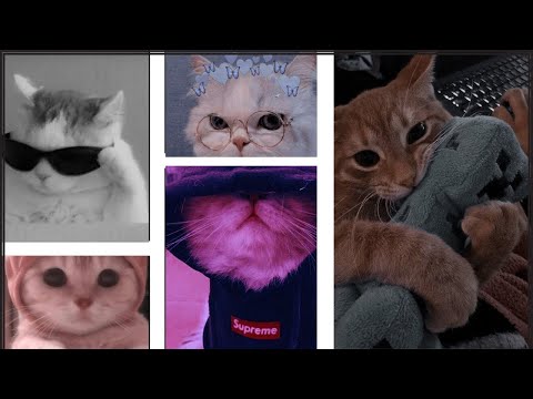 Cute Cat Aesthetic - Wallpapers, Profile Pictures & Drawings for the Cat Lover