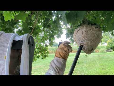 Angry and AGGRESSIVE Bald Faced Hornet Nest Removal | Wasp Nest Removal #hornetking #fyp #viral
