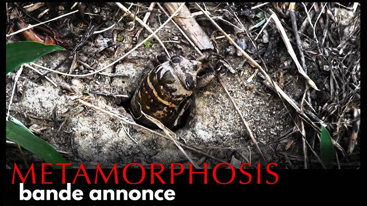 Miniature de la vidéo Metamorphosis, la lutte pour la vie (3D) : bande-annonce du film Metamorphosis, la lutte pour la vie