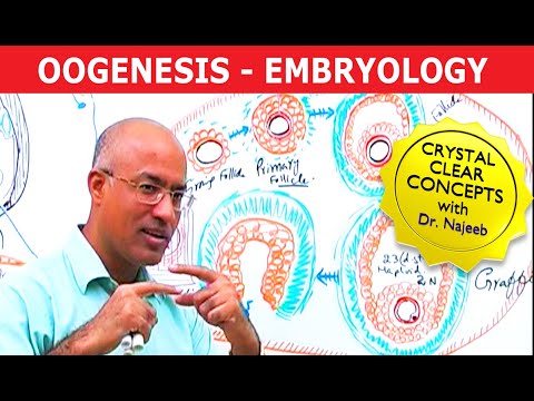 Oogenesis | Gametogenesis | Embryology🩺