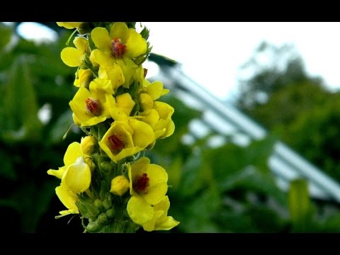 download lagu mp3 mp4 Verbascum Cut Flower, download lagu Verbascum Cut Flower gratis, unduh video klip Verbascum Cut Flower