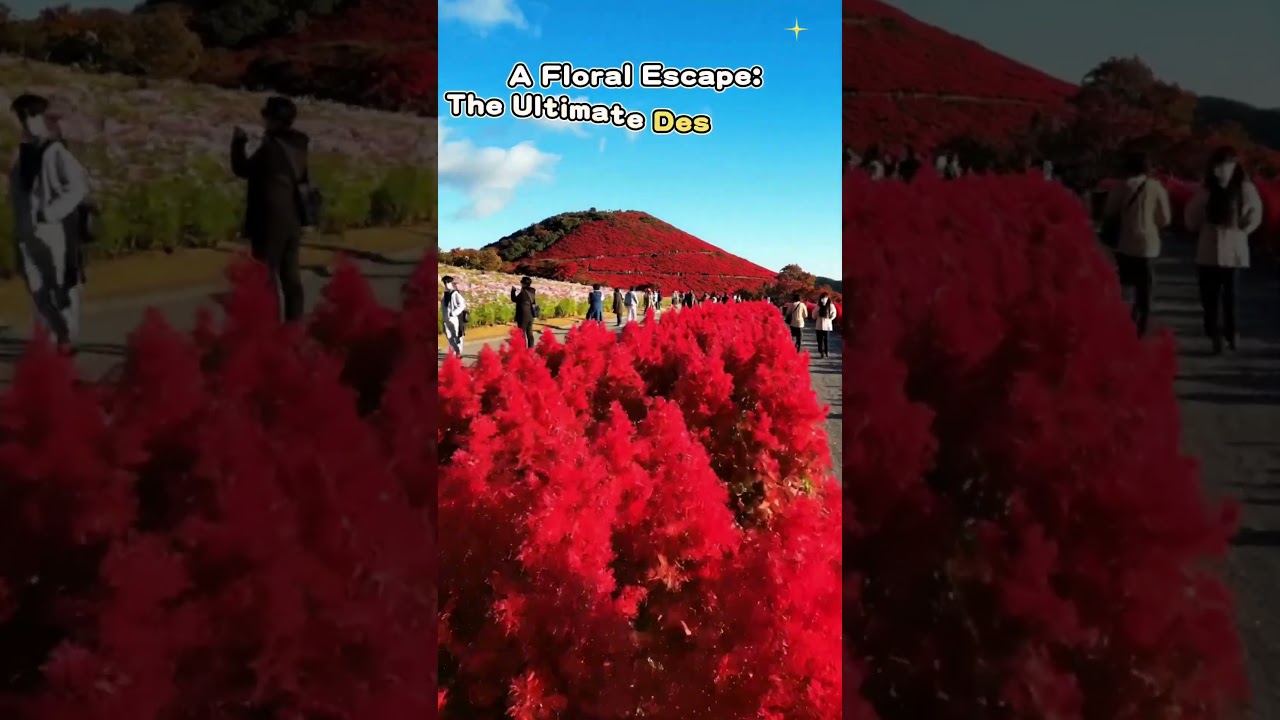 🌸Hitachi Seaside Park Version🦋