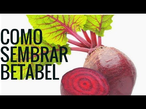 , title : 'COMO SEMBRAR BETABEL EN MACETA 2023//cultivo remolacha//plantar betabel'
