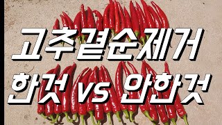 고추곁순제거 한것 vs 안한것 비교
