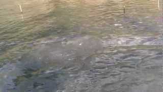 preview picture of video 'Chum Salmon on spinner in Vedder River'