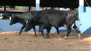 Vídeo 15 - 1ª ETAPA MEGA LIQUIDAÇÃO TOTAL AGROPECUÁRIA MARAJOARA - DIA 4 | GADO GIROLANDO E HOLANDÊS