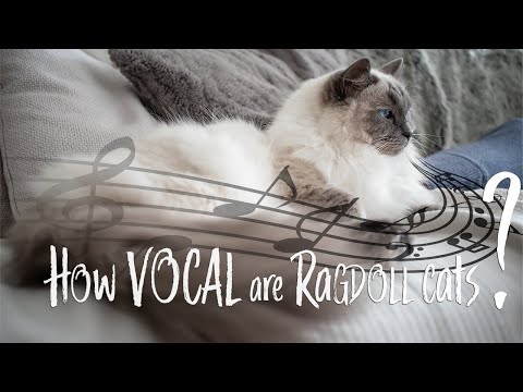 How 𝗩𝗢𝗖𝗔𝗟 are 𝗥𝗮𝗴𝗱𝗼𝗹𝗹 𝗰𝗮𝘁𝘀? Do they meow? | Ragdolls Pixie and Bluebell