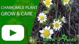 Chamomile plant - How to grow and care (German chamomile, Roman chamomile)