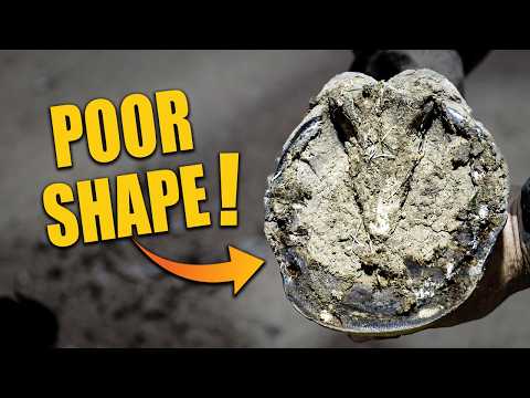 This Hoof Was in Poor Shape… Wait Until You See the Fix!